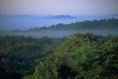 Canopy view