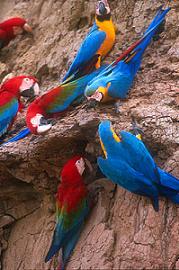 Macaws